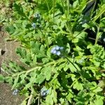 Myosotis ramosissima Habit