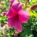 Allamanda blanchetii Квітка