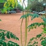 Moringa oleifera फल