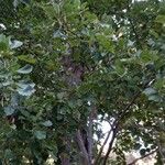 Alnus incana موطن