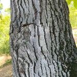 Quercus castaneifolia Kéreg