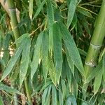 Phyllostachys sulphurea ഇല