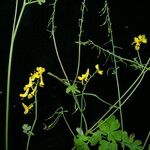 Corydalis caseana 形态