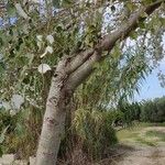 Populus alba عادت داشتن