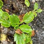 Azorella crenata List