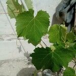 Vitis vinifera Leaf