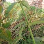 Verbena brasiliensis Blatt