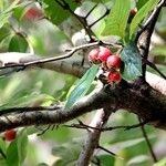 Crataegus persimilis Прочее