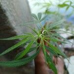 Cannabis sativaبرگ