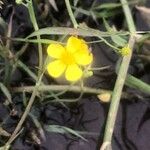 Ranunculus flammula Flower