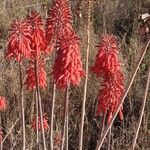 Aloe ellenbeckii Lorea