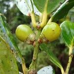 Balanops oliviformis Fruto