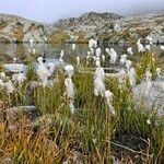 Eriophorum scheuchzeri Fula