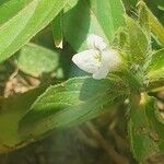 Asystasia mysorensis Λουλούδι