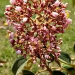 Miconia xalapensis Kvet