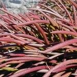 Plantago crassifolia Hoja