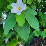 Cordia boissieri Cvet