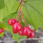 Viburnum trilobumПлод