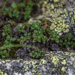 Saxifraga retusa Hábitos