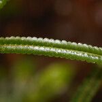 Lindsaea guianensis