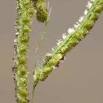 Paspalum fimbriatum Плод