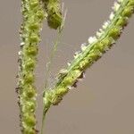 Paspalum fimbriatum Fruit