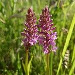 Dactylorhiza majalisŽiedas