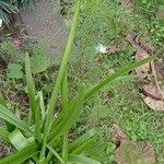 Crinum × powellii অভ্যাস