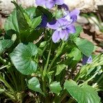 Viola × uechtritziana Staniste