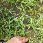 Persicaria minor Hostoa