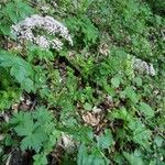 Pimpinella major Habitus