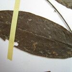 Hirtella hispidula Otro