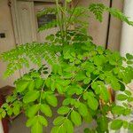 Moringa oleifera Liść