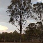 Eucalyptus microcarpa Yeri
