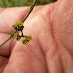 Bupleurum praealtum फूल