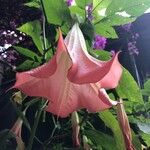 Brugmansia spp.Flower