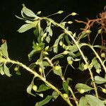 Sauvagesia erecta List