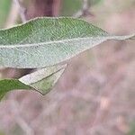Pyrus salicifolia Leaf