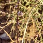 Polygonum equisetiforme Kwiat