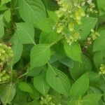 Ocimum campechianum Feuille