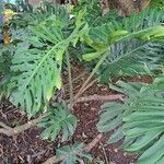 Monstera deliciosaFolio