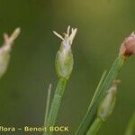 Isolepis fluitans Fruit