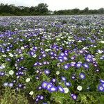 Convolvulus tricolor 整株植物