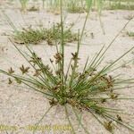 Schoenoplectiella supina Habit