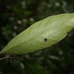 Sagotia racemosa List