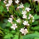 Valeriana tripterisBlomst