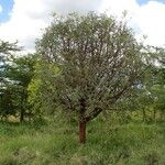 Zanthoxylum chalybeum Habit