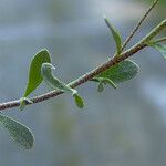 Alyssum argenteum Лист