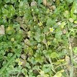 Ranunculus hederaceus Çiçek
