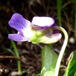 Viola pyrenaica Flower